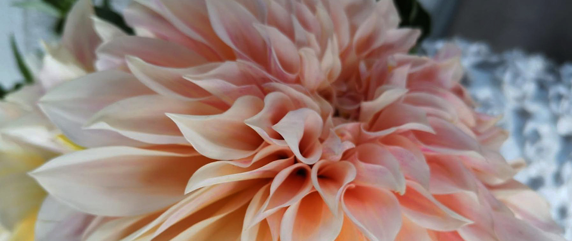 /media/tdthdkez/boeket-bloemen-bestellen-online-zakelijk-particulier_flwrs-reeuwijk-04_darker.jpg