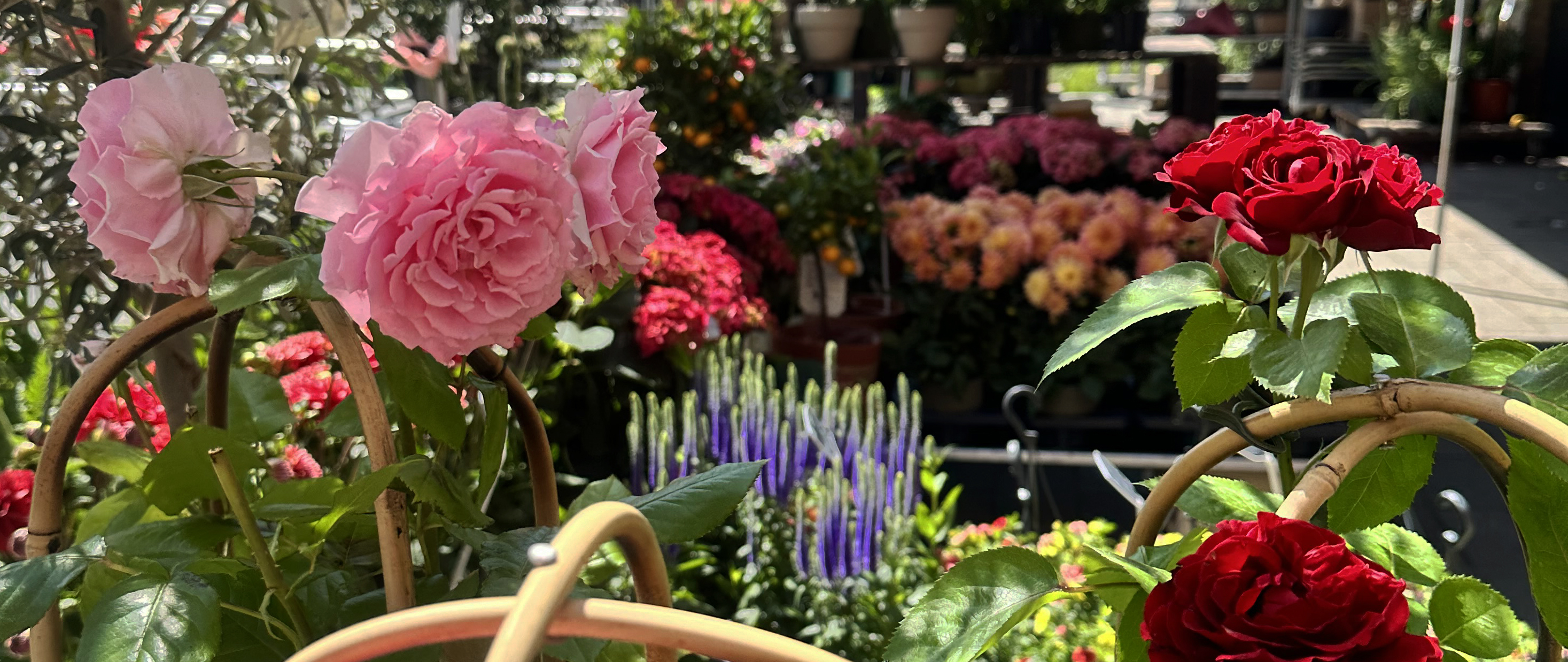 /media/ww2atkjr/boeket-bloemen-bestellen-online-zakelijk-particulier_flwrs-reeuwijk-09_darker.jpg